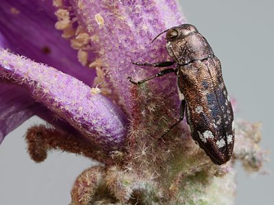 Neospades rugiceps, PL2382A, female, on Radyera farragei (PJL BS838-302) flower, EP